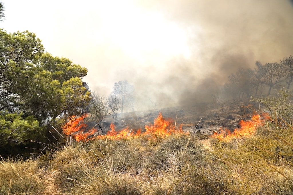 feux de forêts en Tunisie GDA Sidi Amor