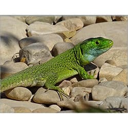 Reptiles et amphibiens de Sidi Amor