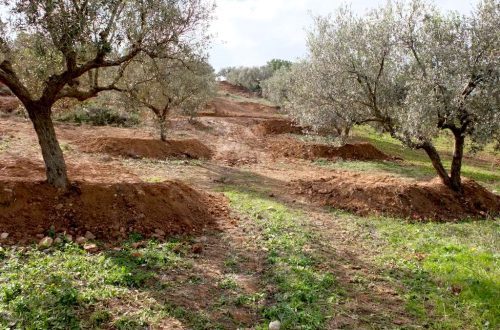 gestion des sols : banquettes en demi-lunes au pied de chaque olivier