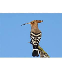 Liste Illustrée des oiseaux du Site Sidi Amor