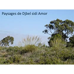 Paysages du Djbel Sidi Amor