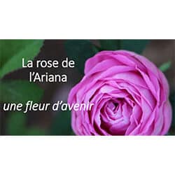 Une fleur d’avenir : la rose de l’Ariana
