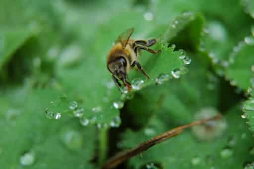 apiculture en Tunisie l'abeille et l'eau