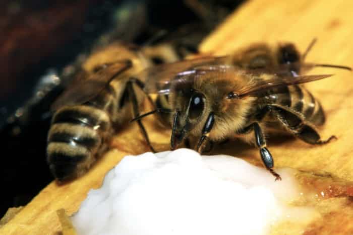abeille se nourrissant de sucre candi