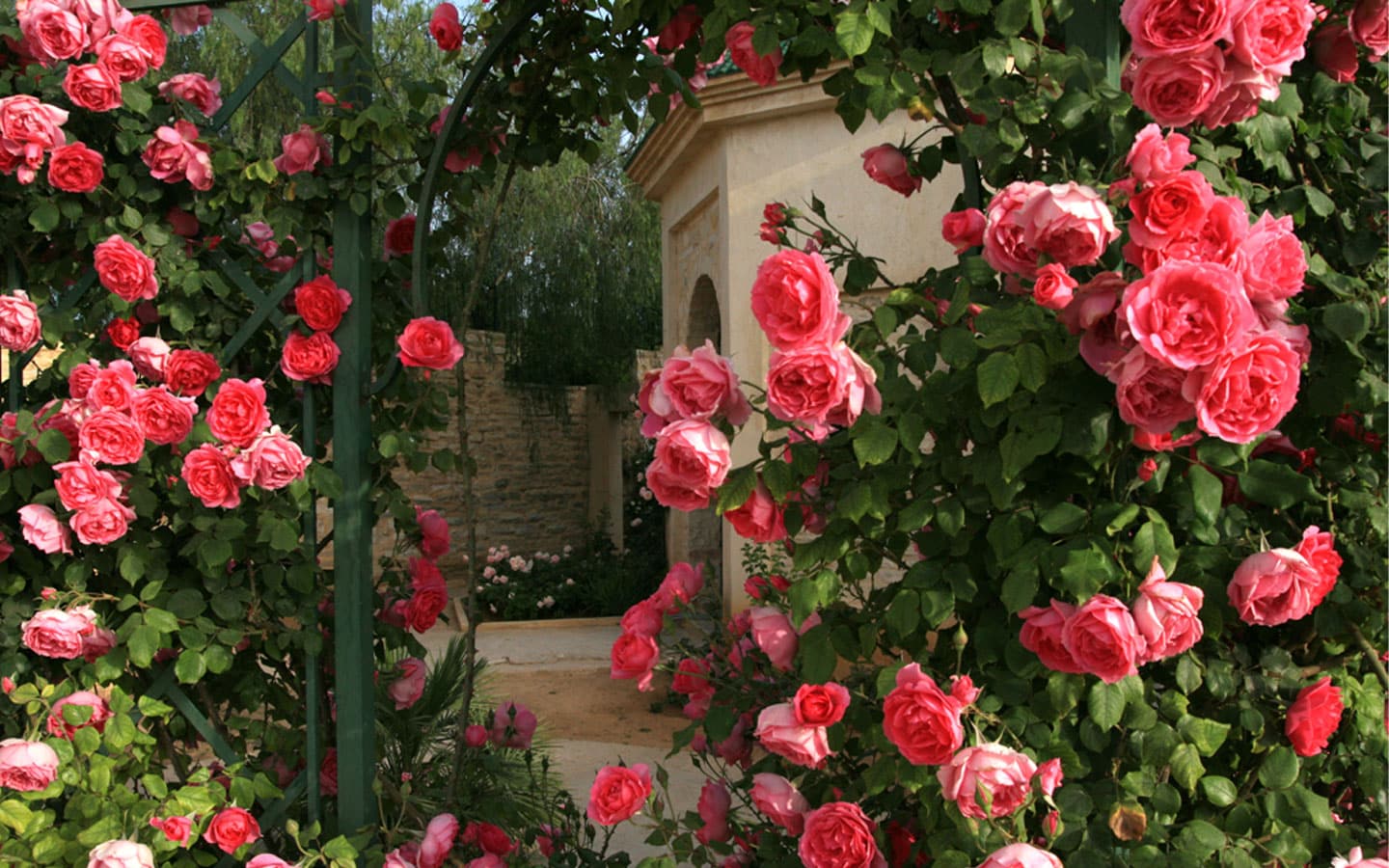 roses roseraie Tunisie