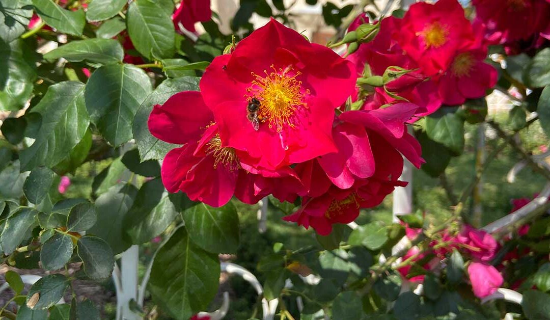 Présentation du rosier « Sidi Amor » dans le cadre des Journées de la Rose au Domaine de Chaalis (France)