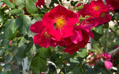 Présentation du rosier « Sidi Amor » dans le cadre des Journées de la Rose au Domaine de Chaalis (France)