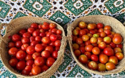 C’est la saison de la tomate au GDA Sidi Amor