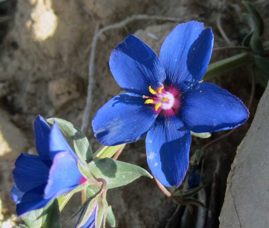 flore de Sidi Amor : lysimachia